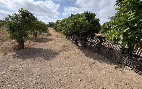 Villa Cigno Reale: Paisaje, Suelo, Planta De La Comunidad, Llanura, Área Rural, Plantas Leñosas, Plantación, Shrubland, Sendero