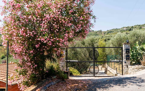 Orto di Silvia: Flor, Arbusto, Rosado, Primavera, Jardín, Cerca, Familia De Las Rosáceas, Florecer