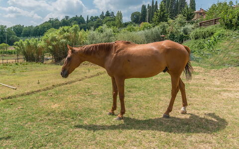 Casa Elia 6: Caballo, Hierba, Alazán, Pradera, Pasto, Paisaje, Ecorregión