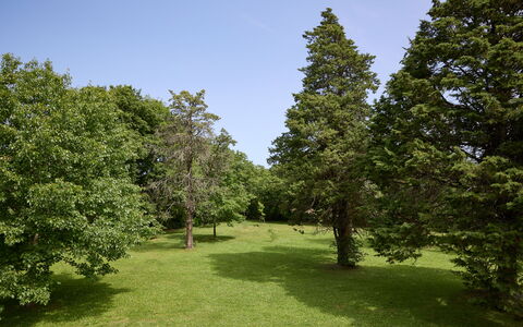 Casa Mancini, Holiday Villa, San Galgano: Árbol, Hoja, Hierba, Entorno Natural, Rama, Vegetación, Arbusto, Pradera, Llanura, Planta De La Comunidad