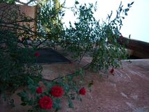 Alojamiento:&nbsp;Sant'elena