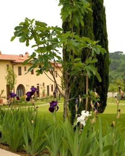 Ginestra