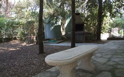 Villa Pineta - Marina di Castagneto Carducci, Toscana, Italia - Camelia